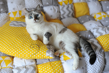 Blue-eyed white cat lie on the blanket textile