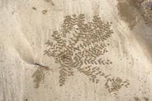 Footprints, Crab Tracks On Sand