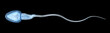 Sperm illustration, Medically accurate 3D illustration