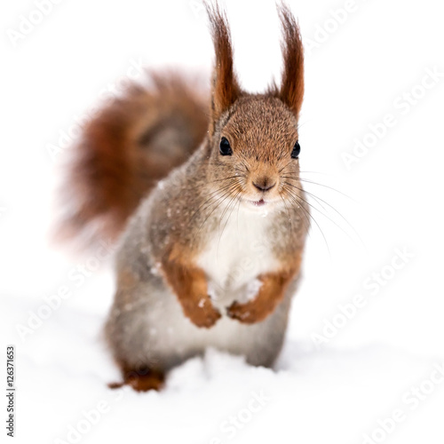 Plakat czerwona ciekawa wiewiórka stoi na białym śniegu w winter park