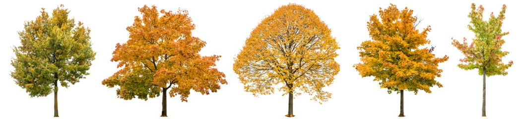 Wall Mural - autumn trees isolated white background oak maple linden