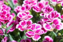 Topfnelke (Dianthus), Pink, Rosa, Blüten, Duftpflanze