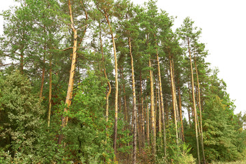 Sticker - View of beautiful forest in autumn