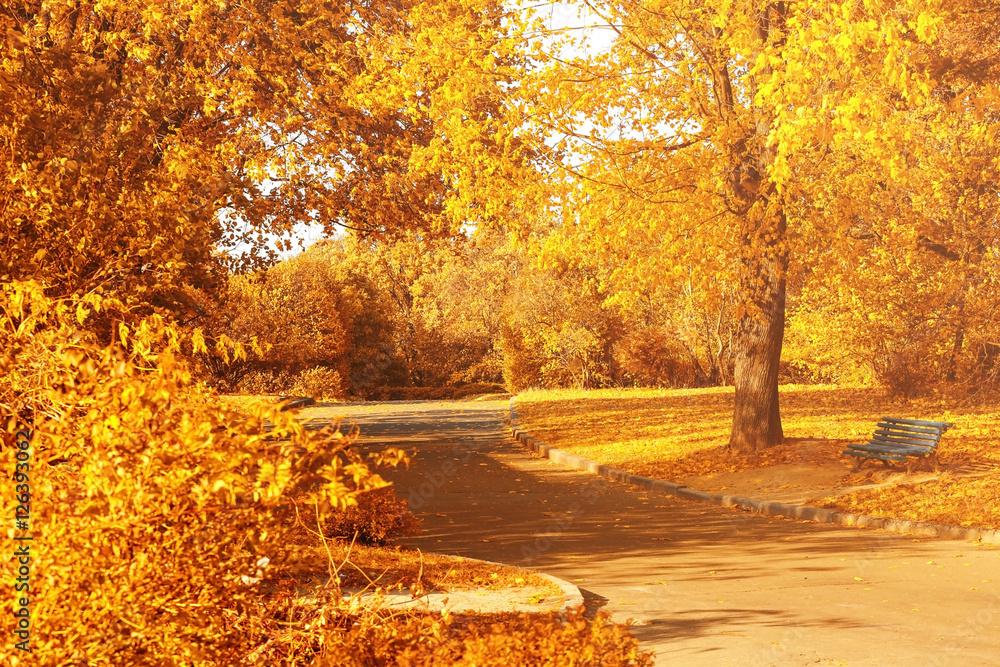 Beautiful autumn park background