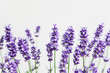 Lavendel (Lavandula), Raum für Text, Studio