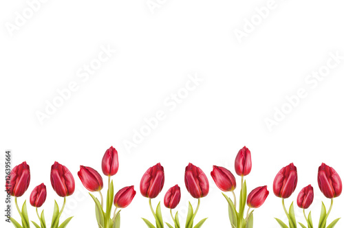 scarlet tulip red flower. text box