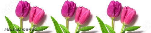 fresh pink tulips