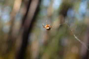 Spider on the web in the forest.