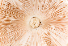 Close Up Detail Of A Parasol Mushroom