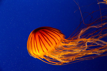 Brilliant Orange Jellyfish in Blue Water