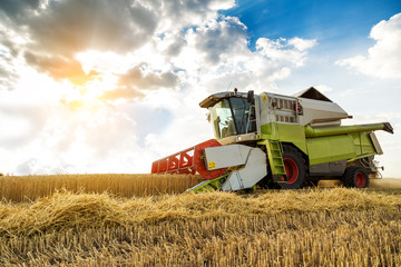 Wall Mural - Combine harvester in action on wheat field