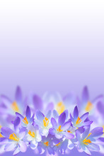 Violet Spring Crocus Flowers On Blurred Background