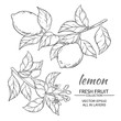 lemon vector set