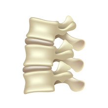 Lumbar Spine Isolated On White Vector