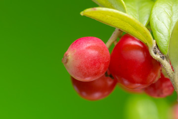 Poster - Cowberries, Vaccinium vitis-idaea on plant, copyspace in the photo