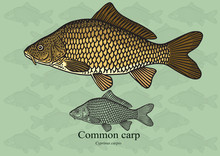 Common Carp. Vector Illustration For Artwork In Small Sizes. Suitable For Graphic And Packaging Design, Educational Examples, Web, Etc.