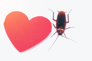 Poster - cockroach with red hearth,love concept