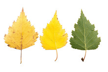 Set Of Three Leaves Withering In Fall Isolated On White Background
