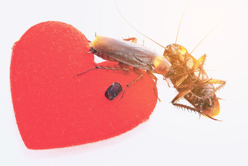 Poster - cockroaches with red hearth,uncouple in love concept,departed loved