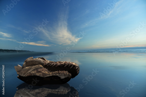 Fotografie, Obraz illustration featuring a t-rex skull on a Pacific Northwest beach