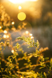 Fototapeta Natura - Weed glowing gold in sunset