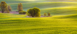 Fototapeta Krajobraz - Zielone łany młodego zboża na wiosennym polu 