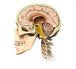 Human skull cutaway, with all brain details, mid-sagittal side v