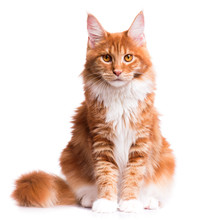 Portrait Of Domestic Red Maine Coon Kitten - 8 Months Old. Cute Young Cat Sitting In Front And Looking At Camera. Curious Young Orange Striped Kitty Isolated On White Background.