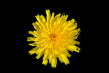 Fototapeta Dmuchawce - Fiore giallo