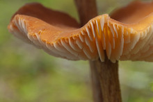 Mushroom Closeup, Alaska Temperate Rainforest