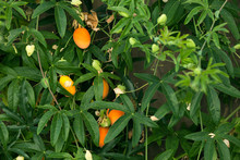 Passiflora Caerulea Orange Fruit Hanging On A Vine