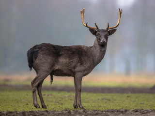 Canvas Print - Dark colored male Fallow deer