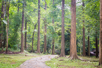 Wall Mural - Walkway the beautiful waterfall in forest at Sai Yok National Park - A beautiful waterfall on the River Kwai. Kanchanaburi, Thailand