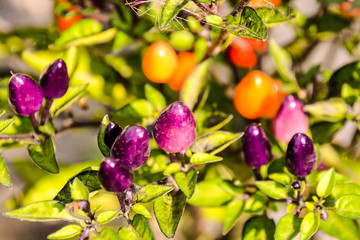 Sticker - Multicolored chili pepper plant