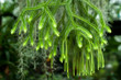 Huperzia squarrosa ferns in the garden