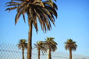 Wall Mural - palm trees behind fence