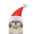 © helga1981 - Cute dog in a hat of Santa Claus