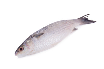 Grey Mullet or flathead mullet fish (Mugil cephalus) isolated on