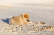 Cute red puppy German Spitz walk on the beach selective focus