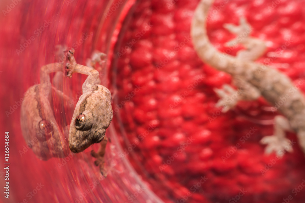 Specimen of gecko, species Hemidactylus turcicus Stock Photo | Adobe Stock