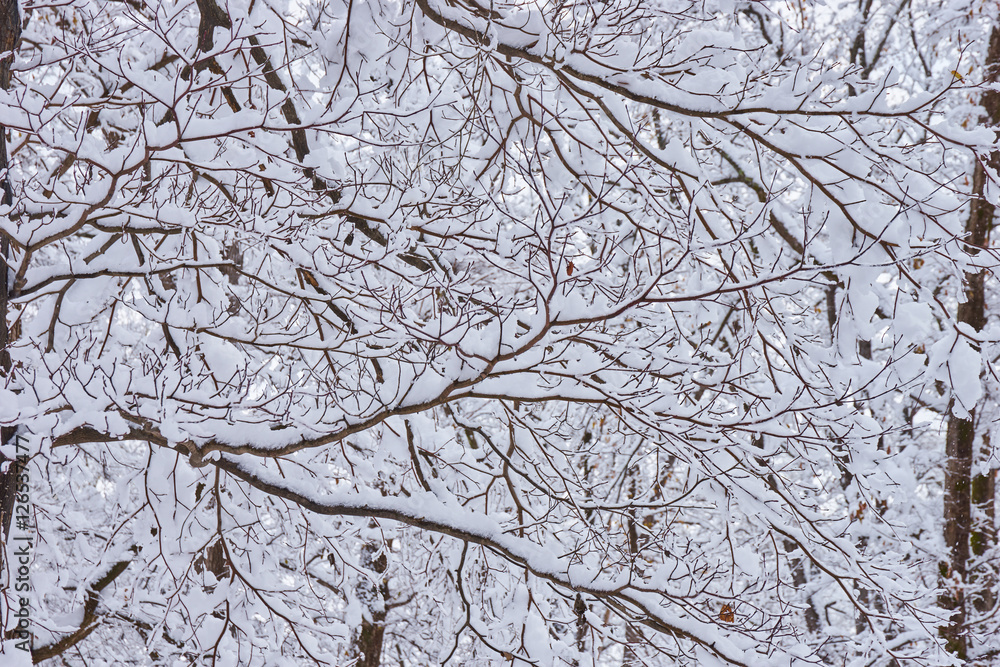 冬の神楽岡公園 木の枝に積もった雪 の Stock フォト | Adobe Stock