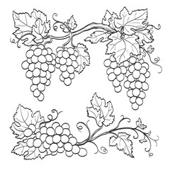 Wall Mural - skatch of grape branches