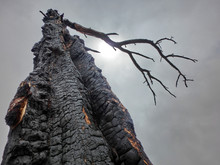 Scary Dead Burned Tree Against Cloudy Sky