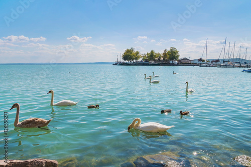Port of Balatonfured and Lake Balaton with swans, Hungary Fototapeta
