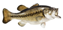 Mounted Largemouth Bass