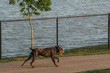 Brindle dog trotting along a waterside path