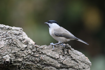 Sticker - Marsh tit,  Poecile palustris