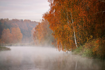  Birch tree near the river on a misty morning