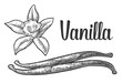 Vanilla stick and flower. Vector black vintage engraved