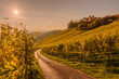  Ladnscape with vineyards at sunset in South Styria (Stajerska) .Border Austria-Slovenia.